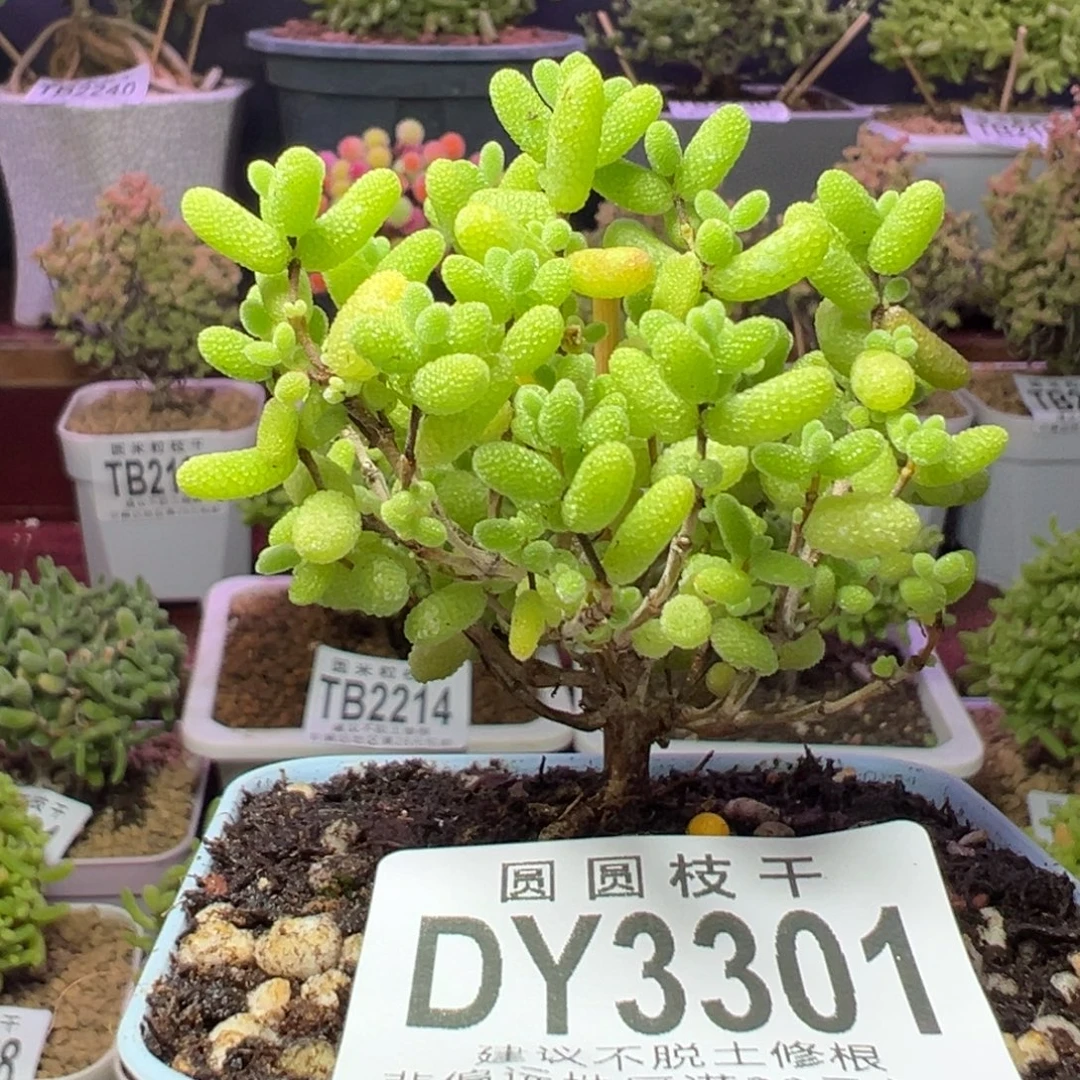 3301橘子糖一物一拍