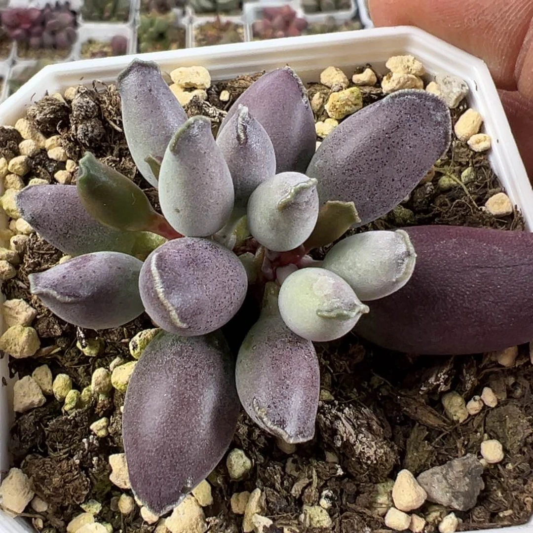 艺伎海报多肉植物水泡