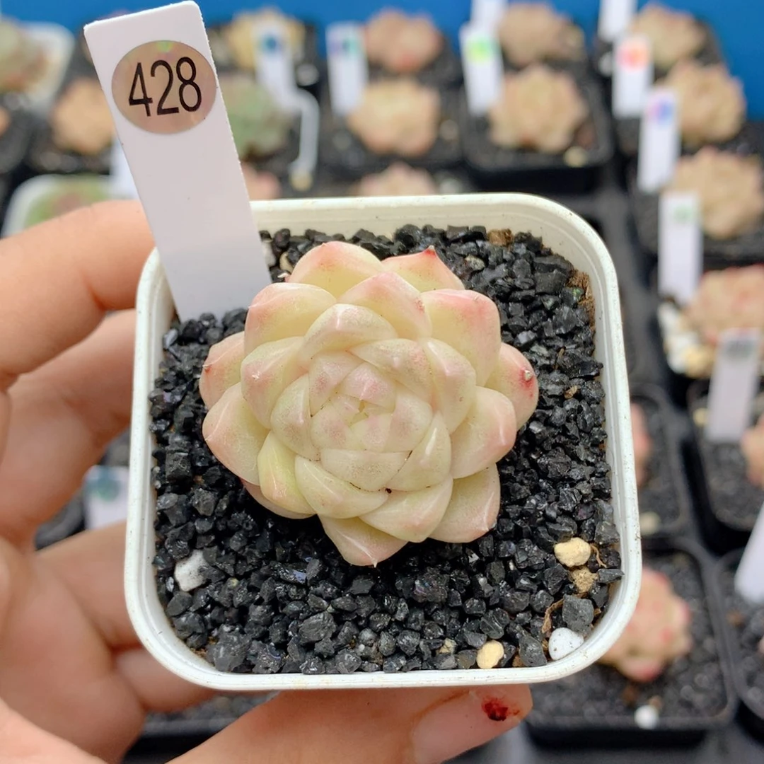 58包邮 群生不包整428