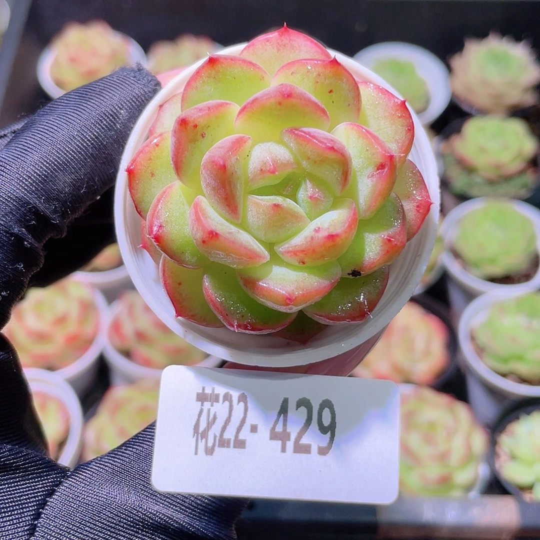 花利美22-429朝露