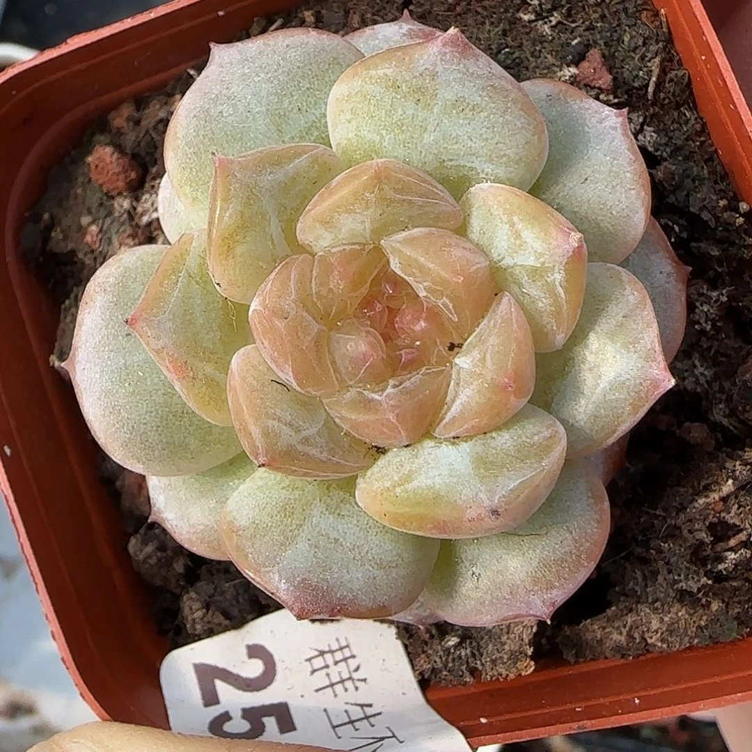 小卡拉米糖心一物一拍25-96