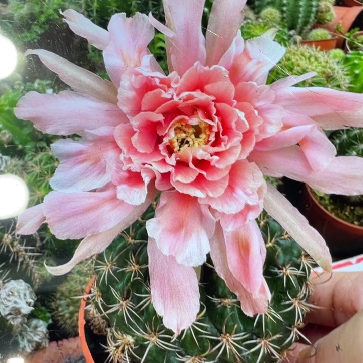 新品进口丽花L42侧芽一个