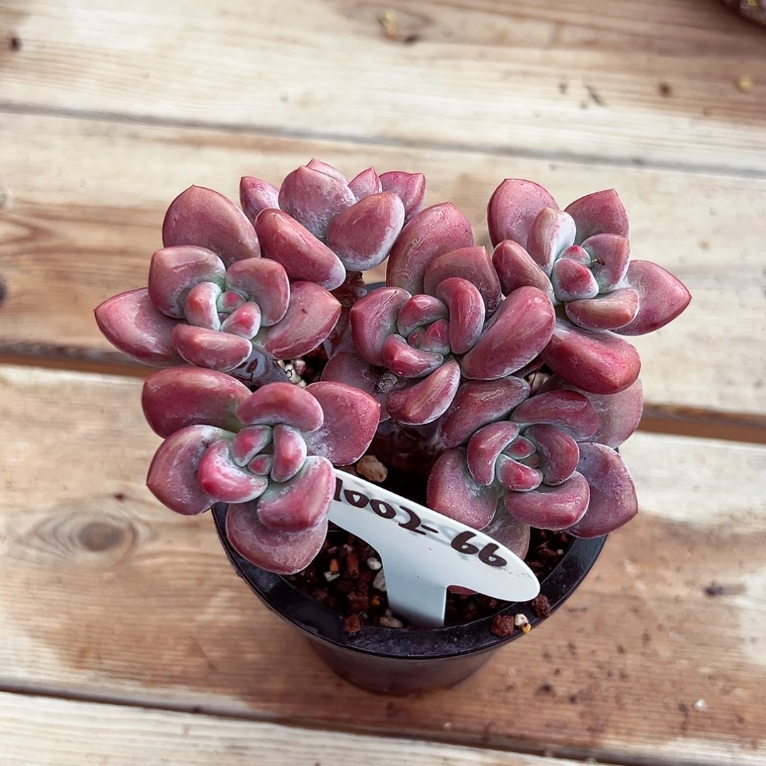 1002-66奥普sp。。。。。