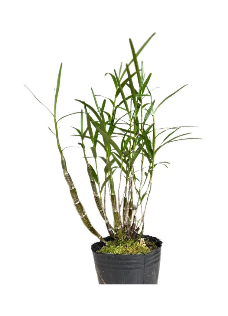 云南边境竹叶石斛