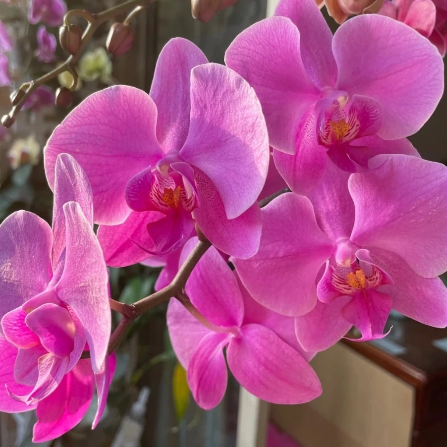 蝴蝶兰—帕莎迪娜(任意两颗包邮只拍一颗发苗)