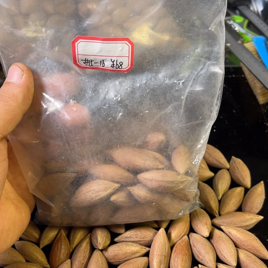吊坠龙脊菩提莫**神