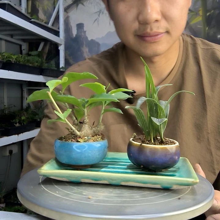 记****?中青园艺一物一拍133