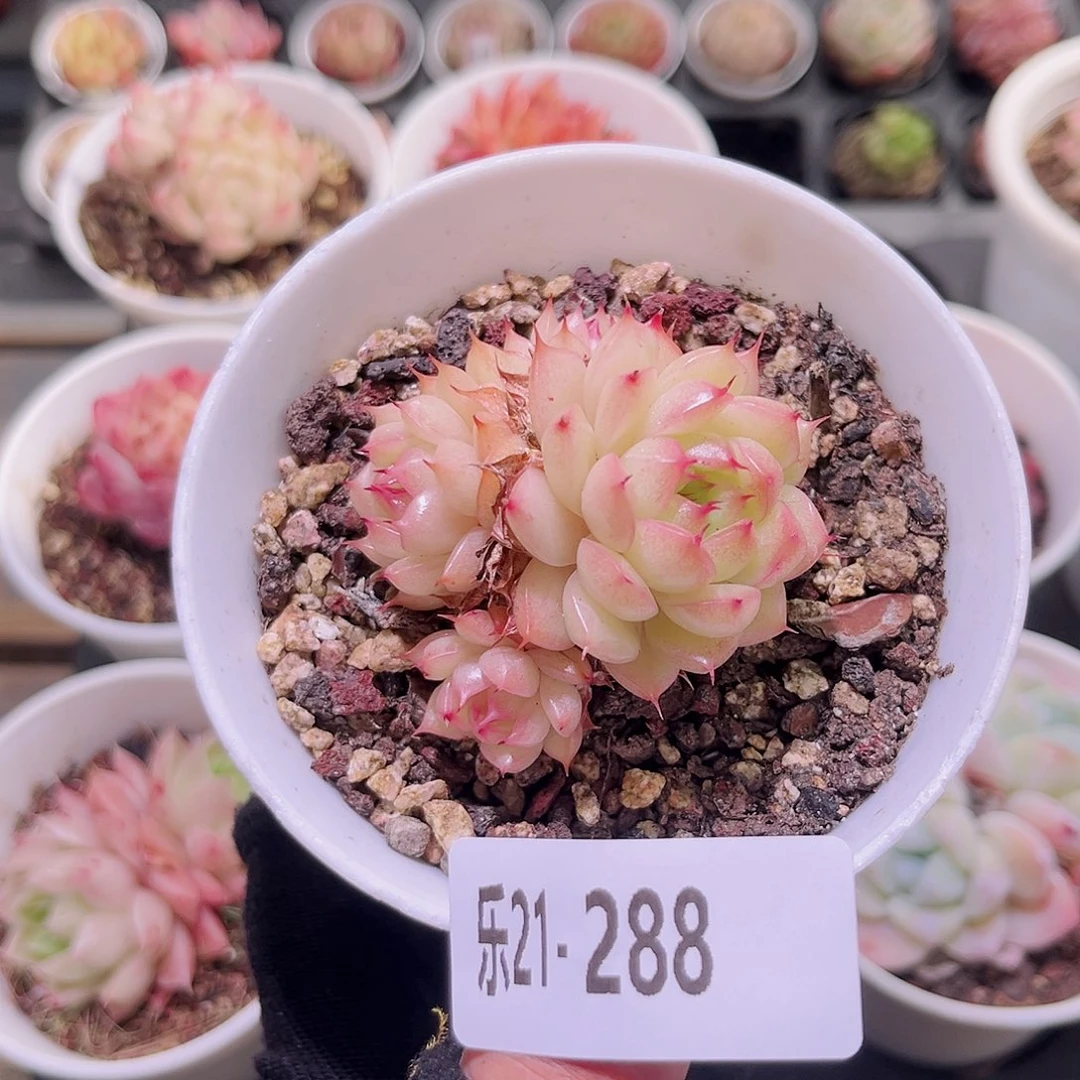 乐然21-288 海王群