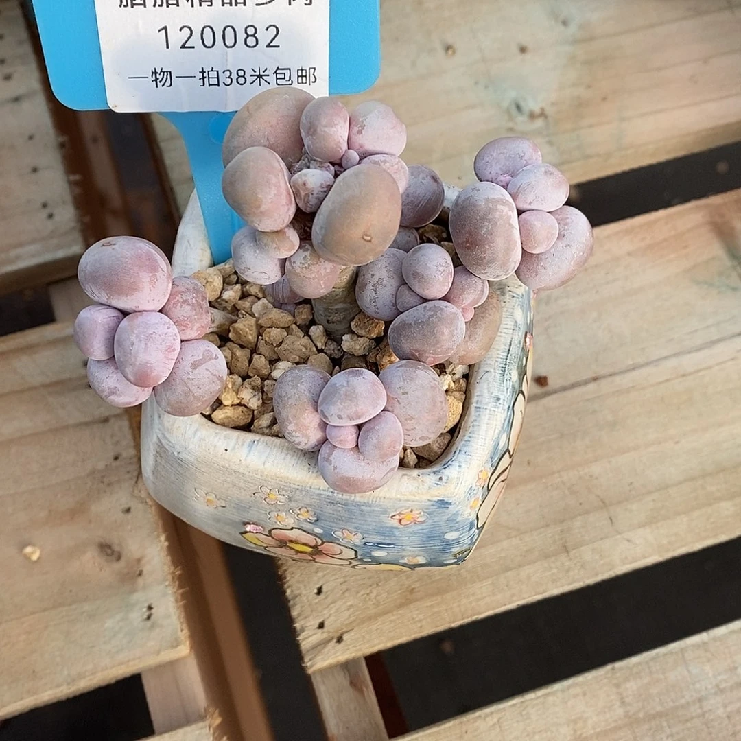 082头璐璐饿了咯们哦哦