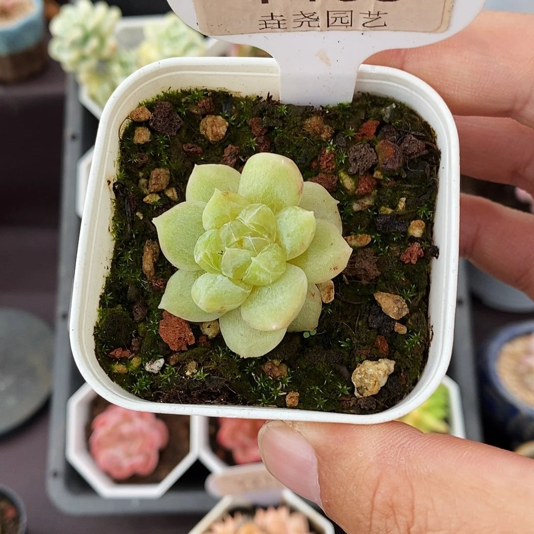 0158 石化单头 3cm