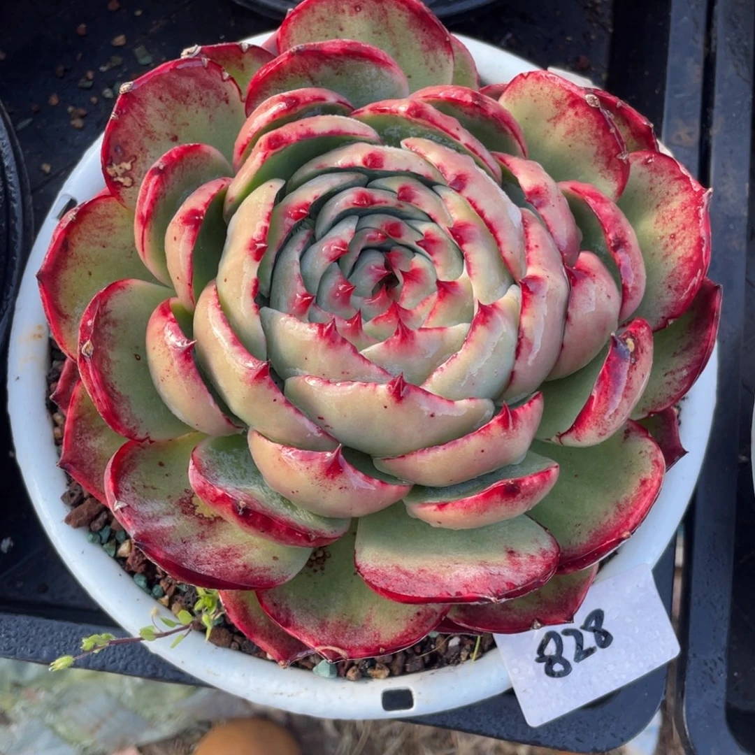 惊鸿仙子冠服18左右