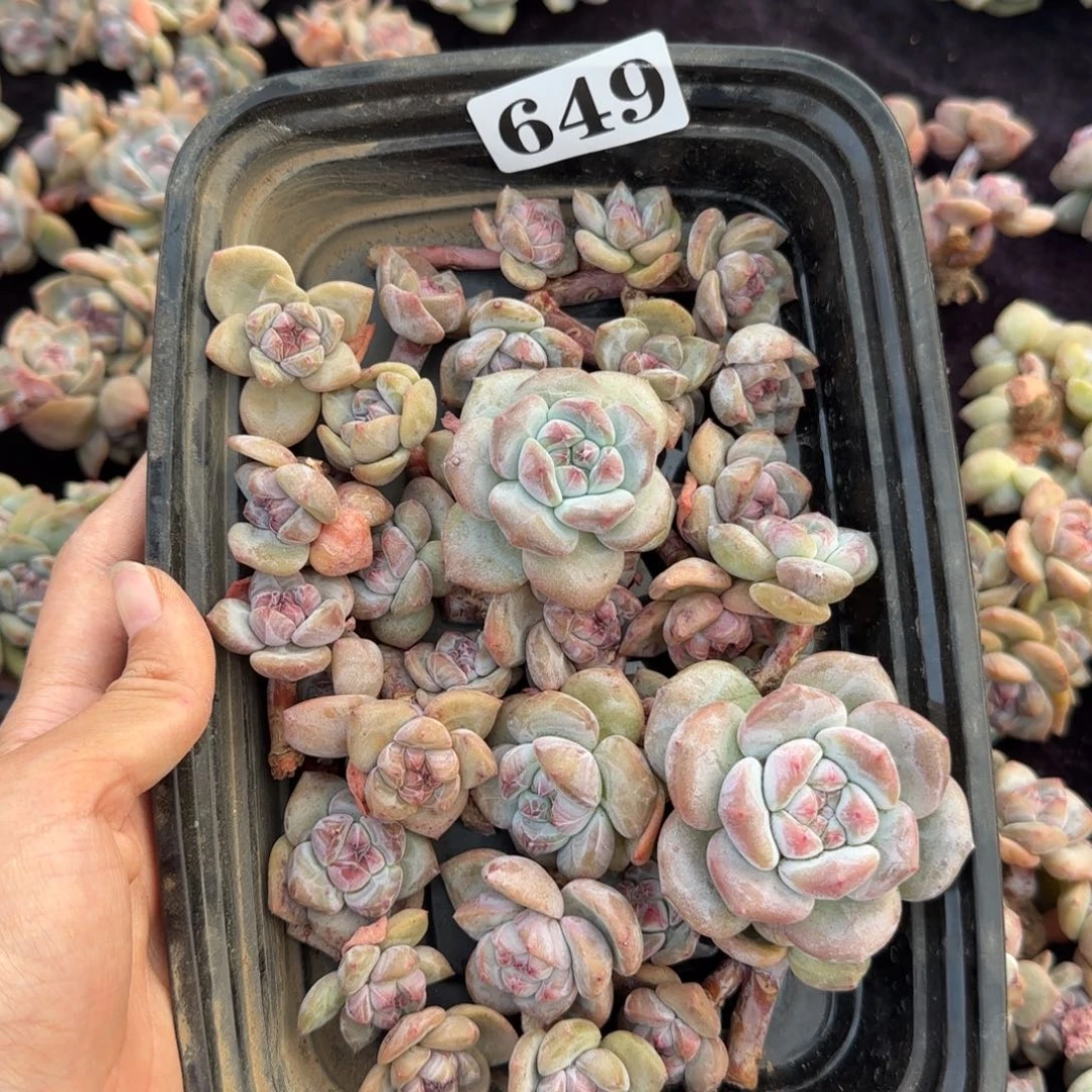 星影30颗一物一拍649