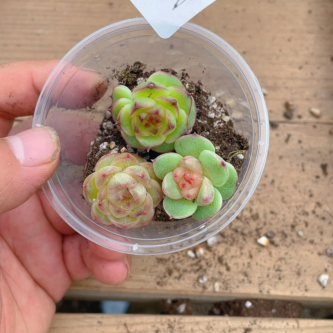 多肉植物多肉植物482