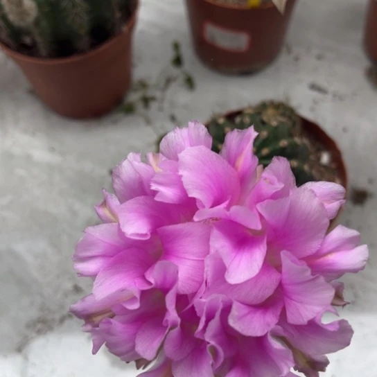 彩草卷粉花6.7公分