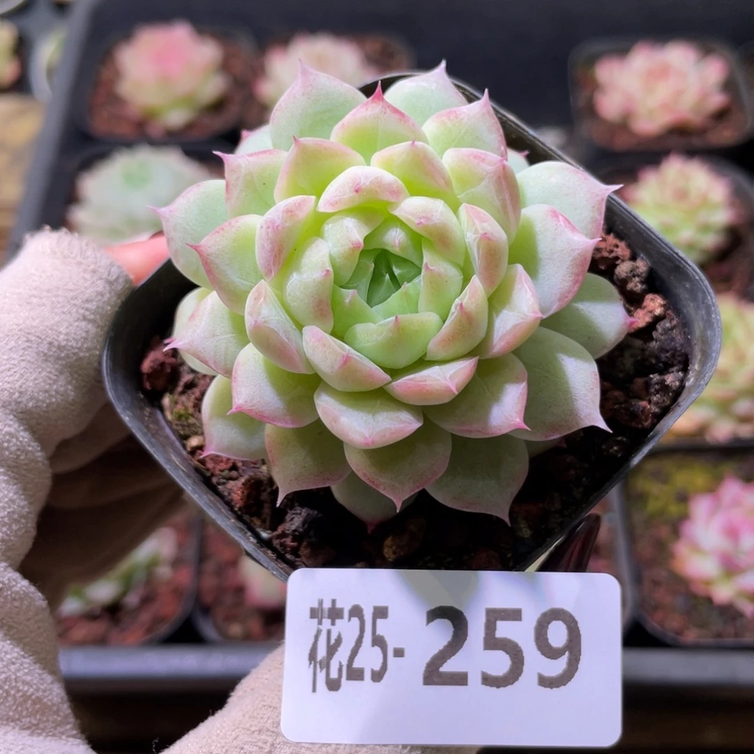 花利美25-259女王玫瑰