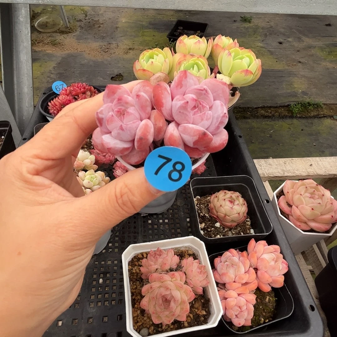 78 多肉脱土 群生不包整