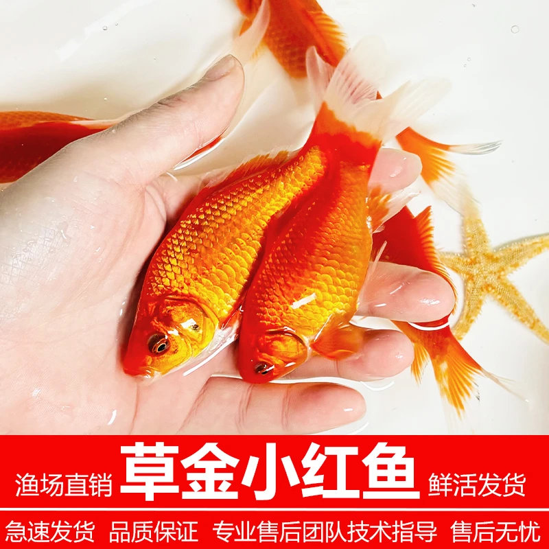 沐豪宠宠【小红鱼】红草金鱼活鱼苗观赏鱼淡水鱼冷水淡水鱼小型耐