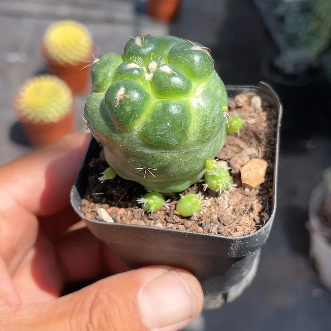 小课无刺象牙带盆发货