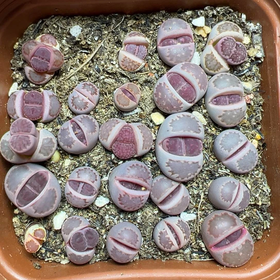 【闪购商品】136…..