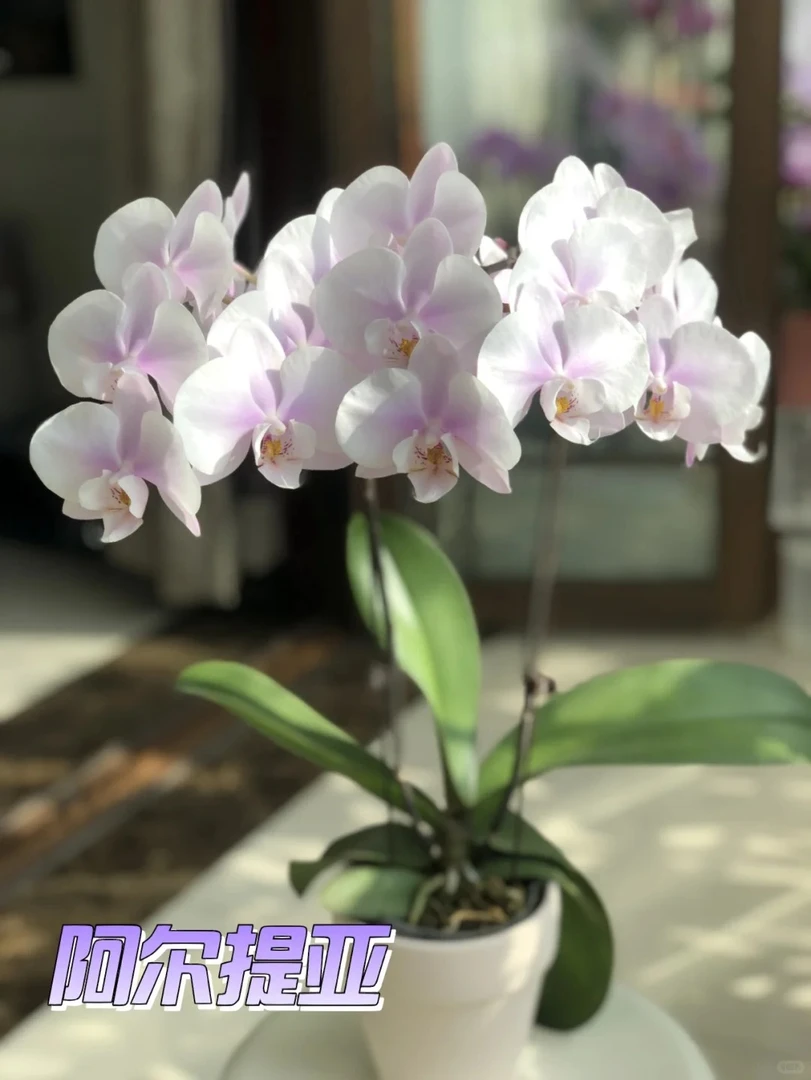 兰蝶汇【阿尔提亚3.5】蝴蝶兰花卉