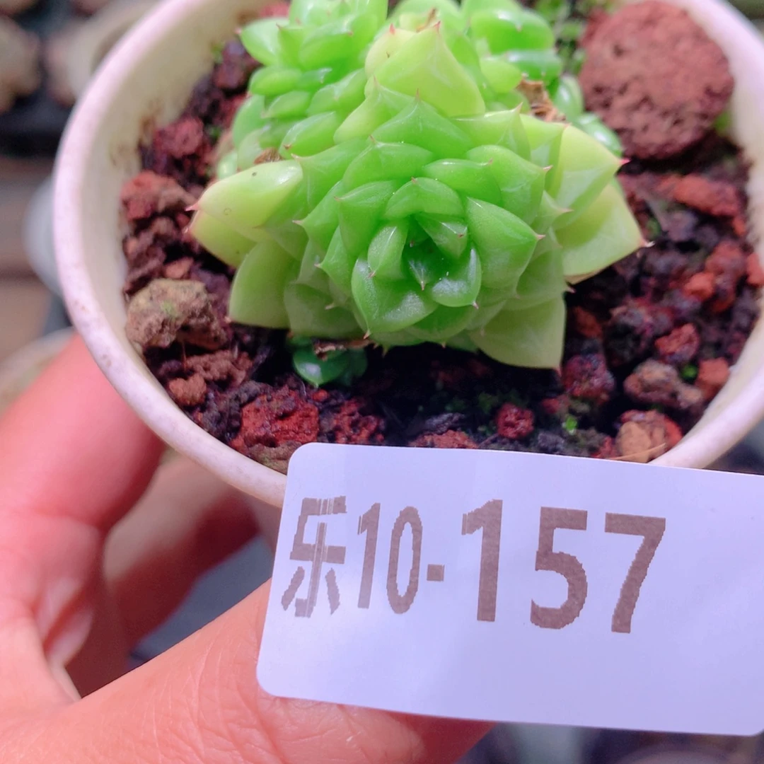 乐然10-157 麦秆群