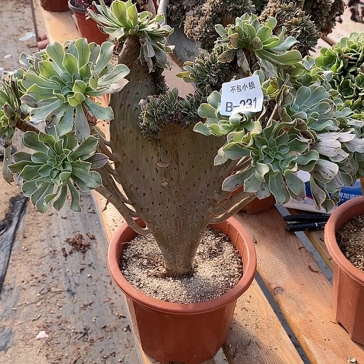 231 原始绿缀宽35 公分微瑕