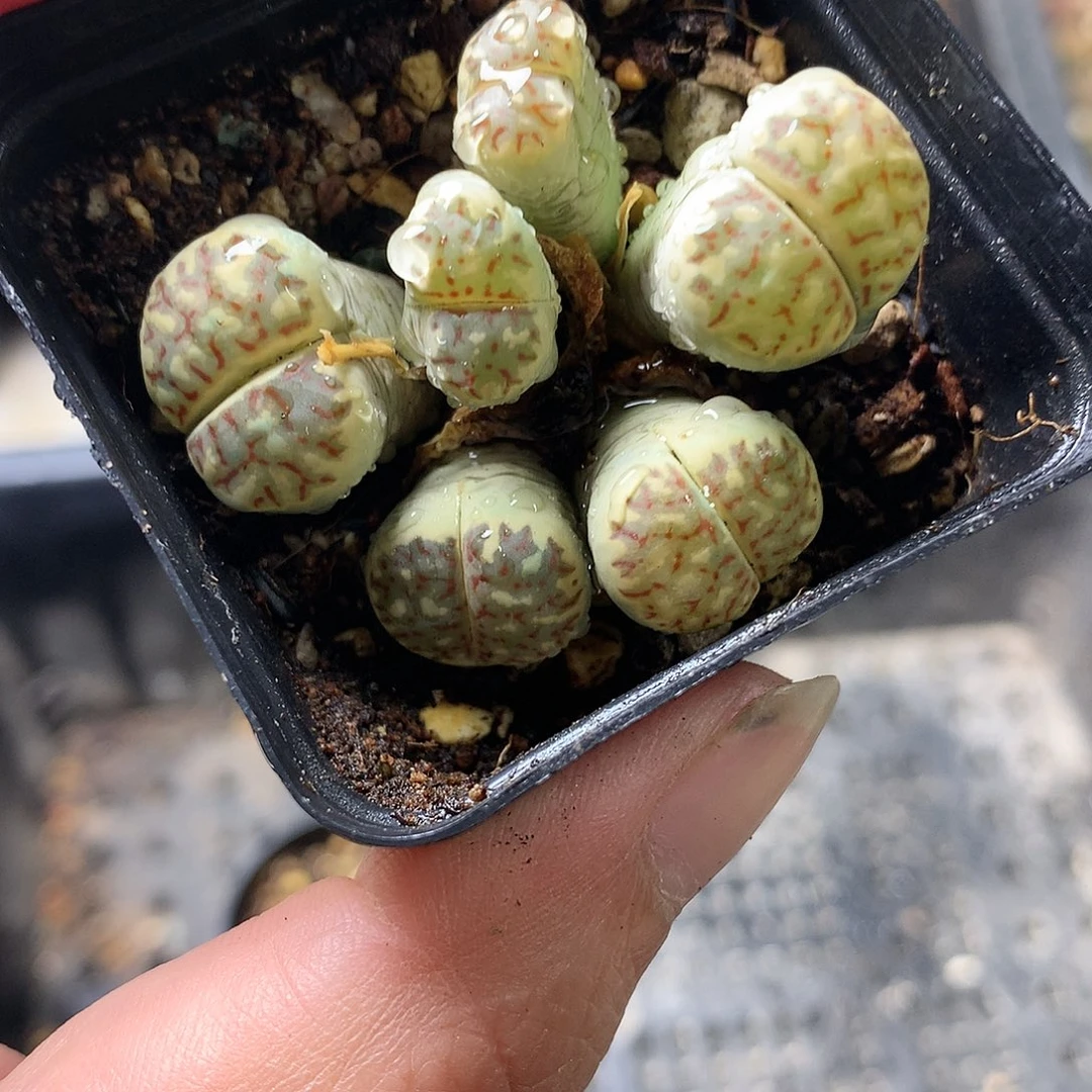 H316多肉植物保护研究所