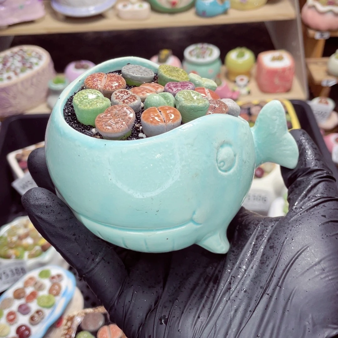 夜间零下地区拍保温箱w5507