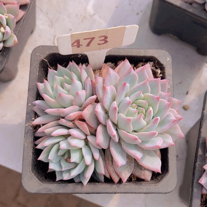 健健康康平平安安