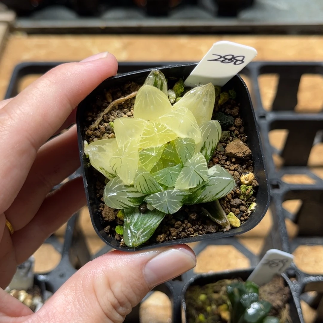 288龙鳞玉露锦一物一拍