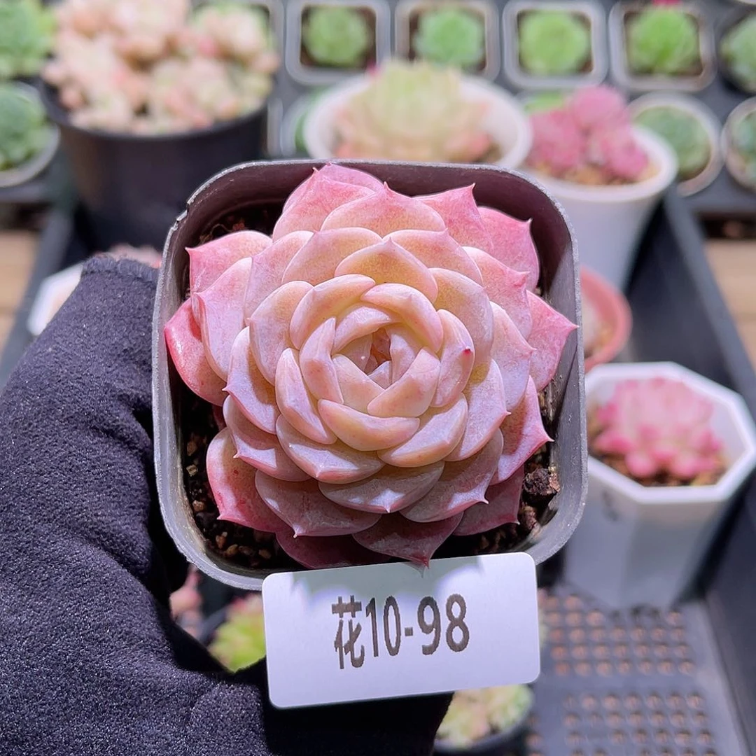 花利美10-98纯爱单头