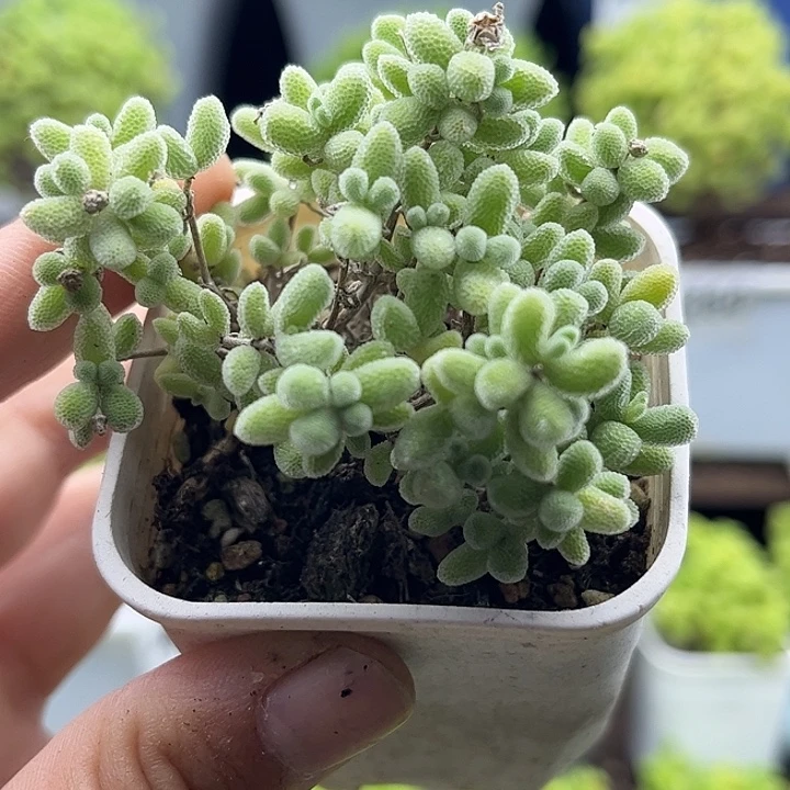 25冰晶优选枝干番杏