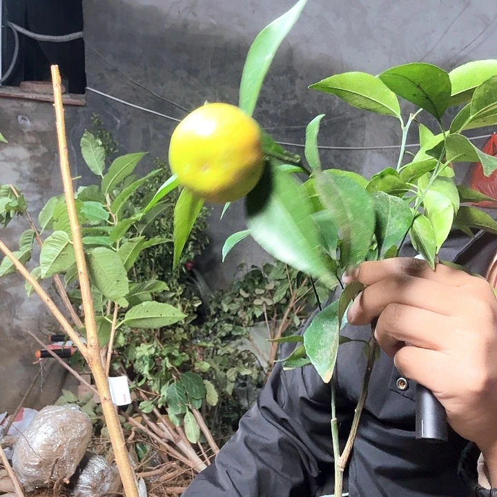 硕***爸一物一拍，橘子树苗