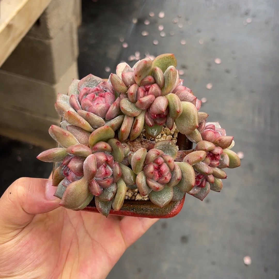 13头朵朵缀摘心一物一拍