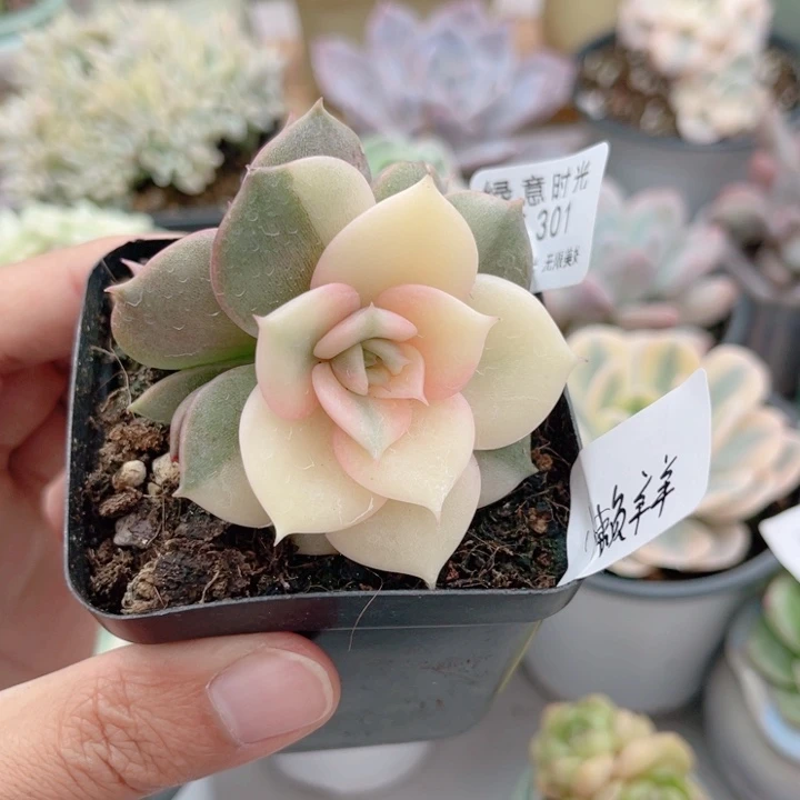 懒***羊301 贝加尔湖锦 带陶瓷盆发货 满28包邮