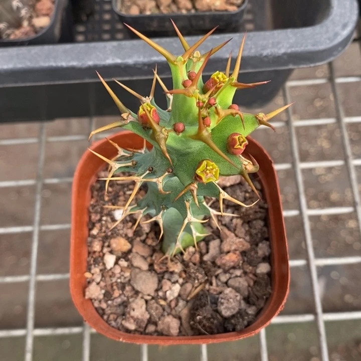 伯克利和格蕾纳等著名音乐家都