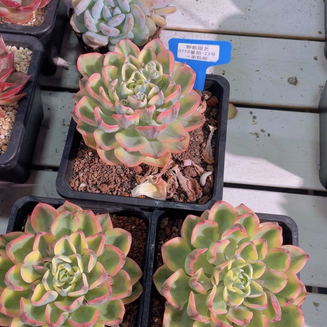 0713-23-韩版泪无痕锦老桩一刻