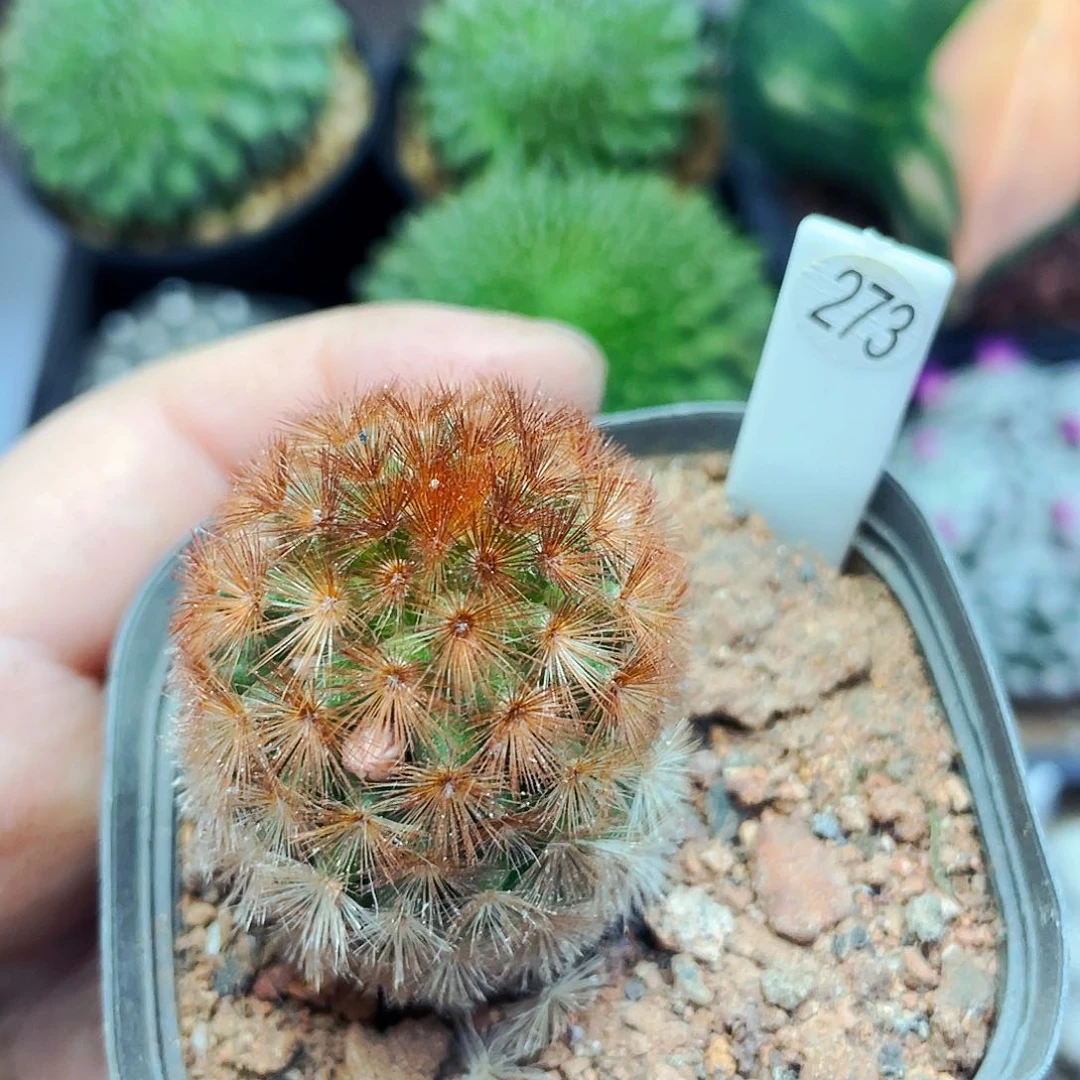 非偏远地区满25包邮仙人球