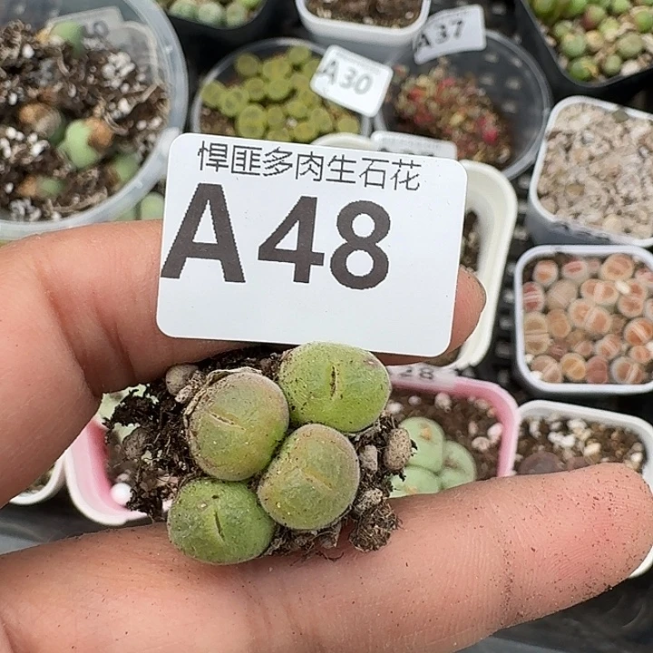 48多肉植物多肉植物