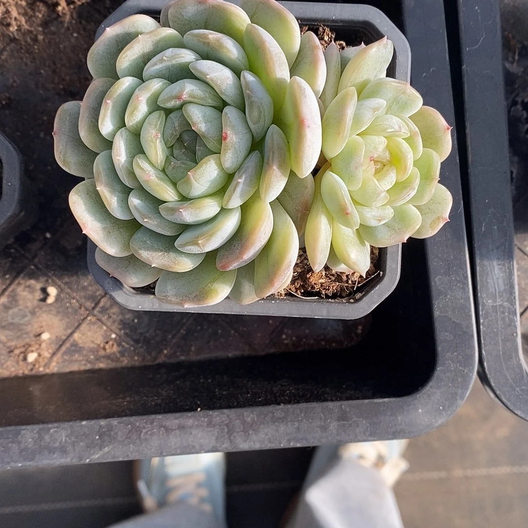 白恋 满28发货。