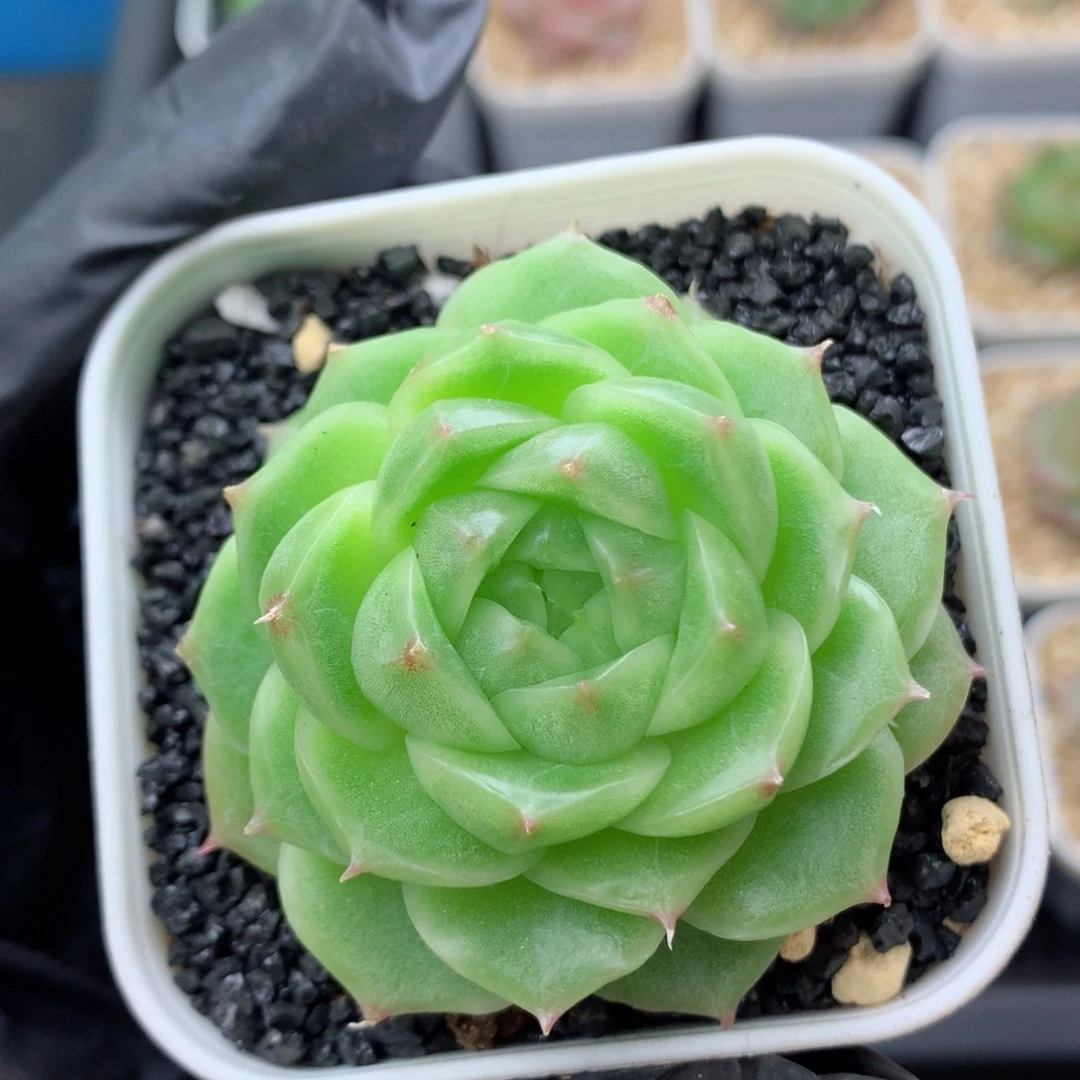 58包邮  群生不包整麦秆104