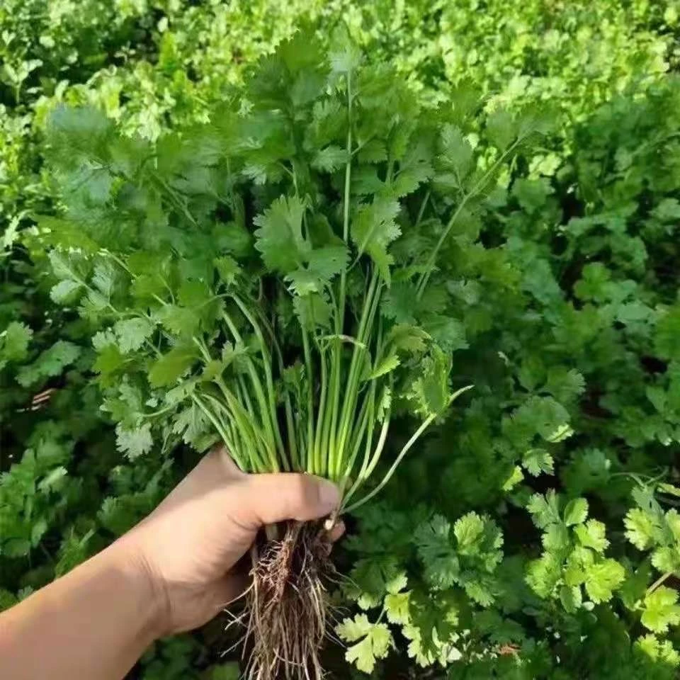 新鲜带根香菜芫荽农家自种现挖现发