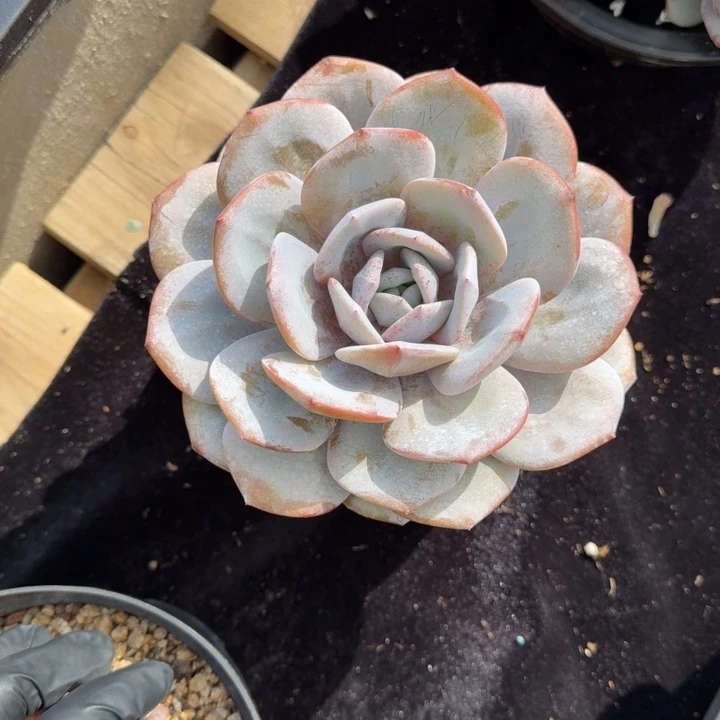 13厘米左右一物一拍的多肉植物