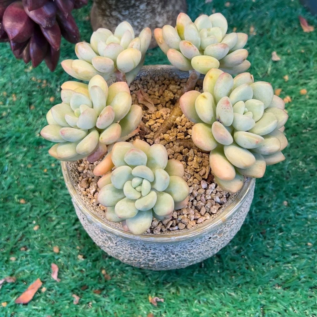 泡泡糖，，，，，，，，，，，，，，，