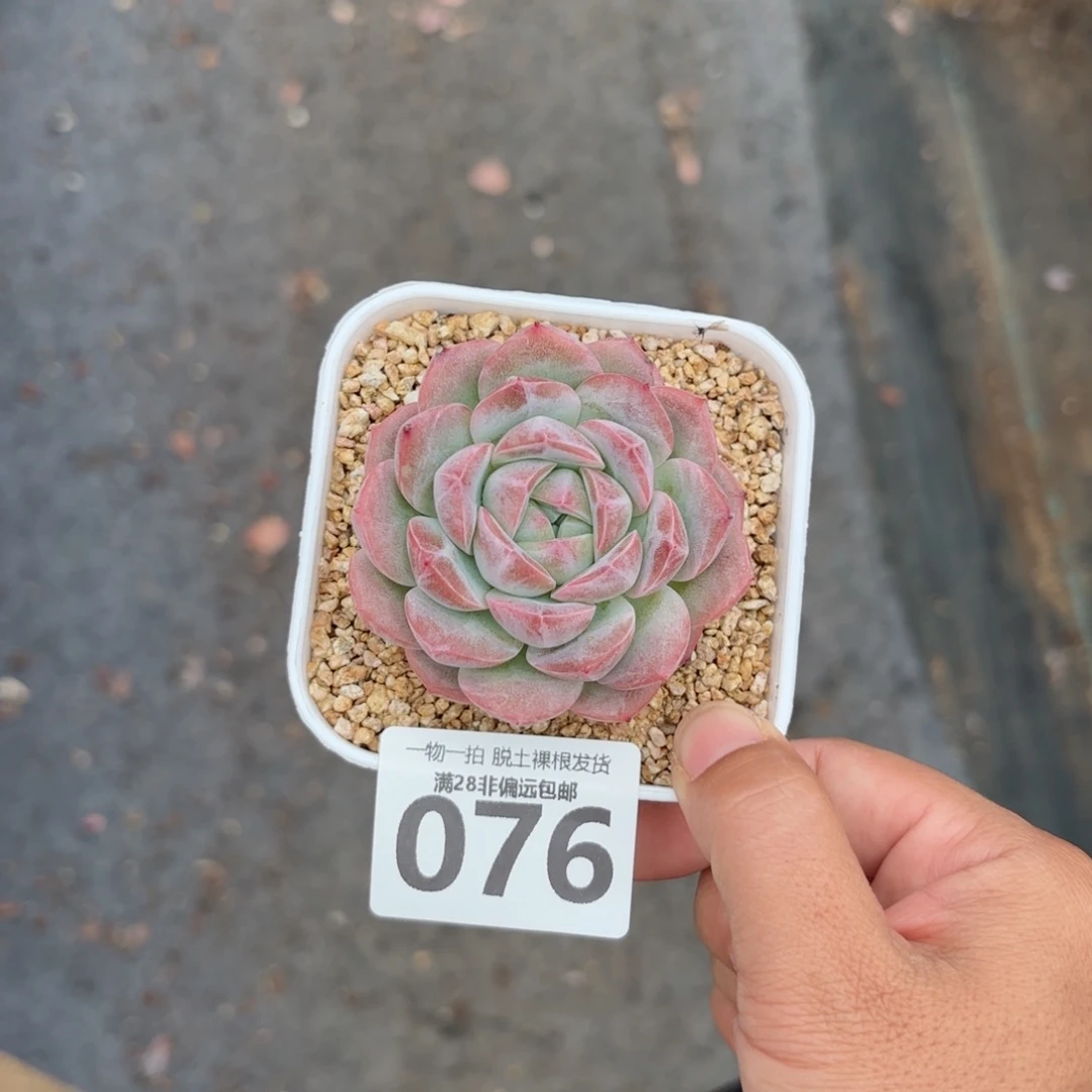 红心粉钻无盆土发货