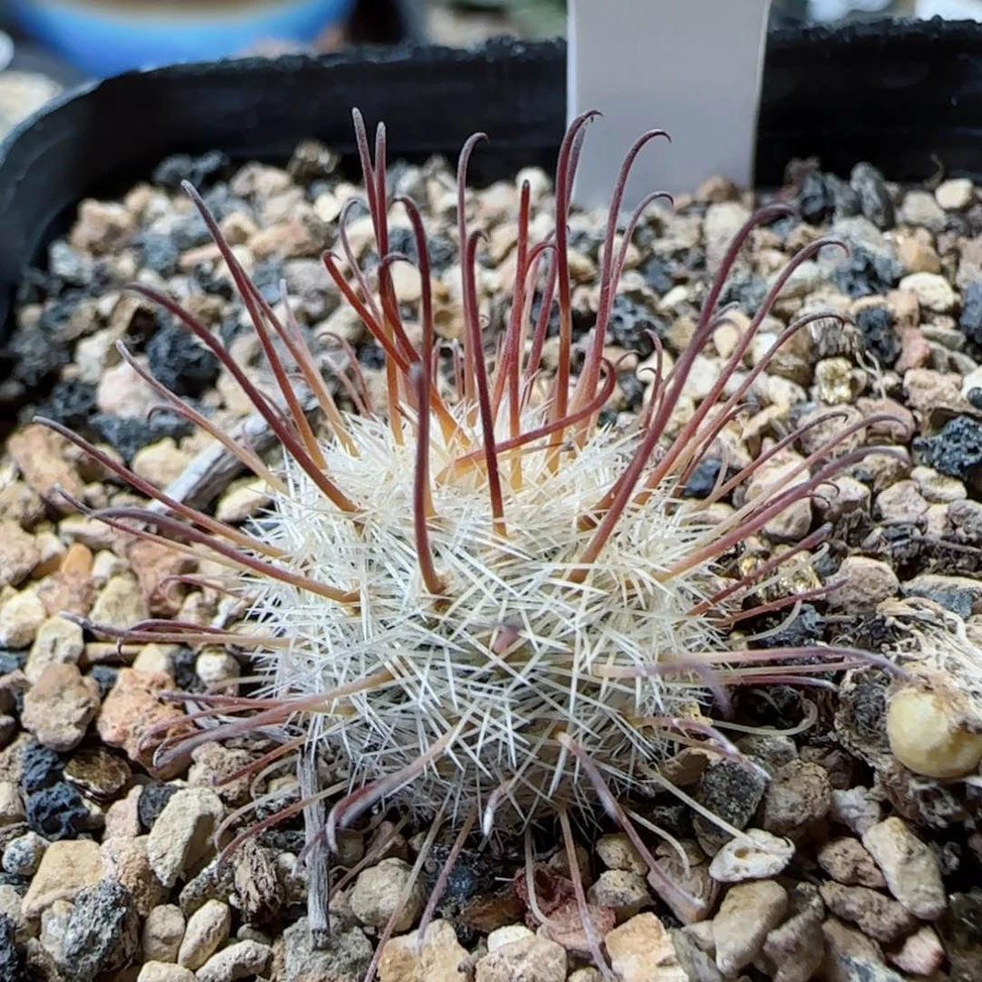 杨*飞A127实生苍白旗多肉