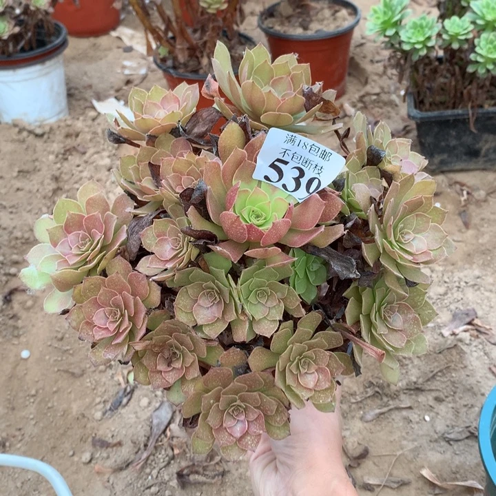 839桃花石手捧1号
