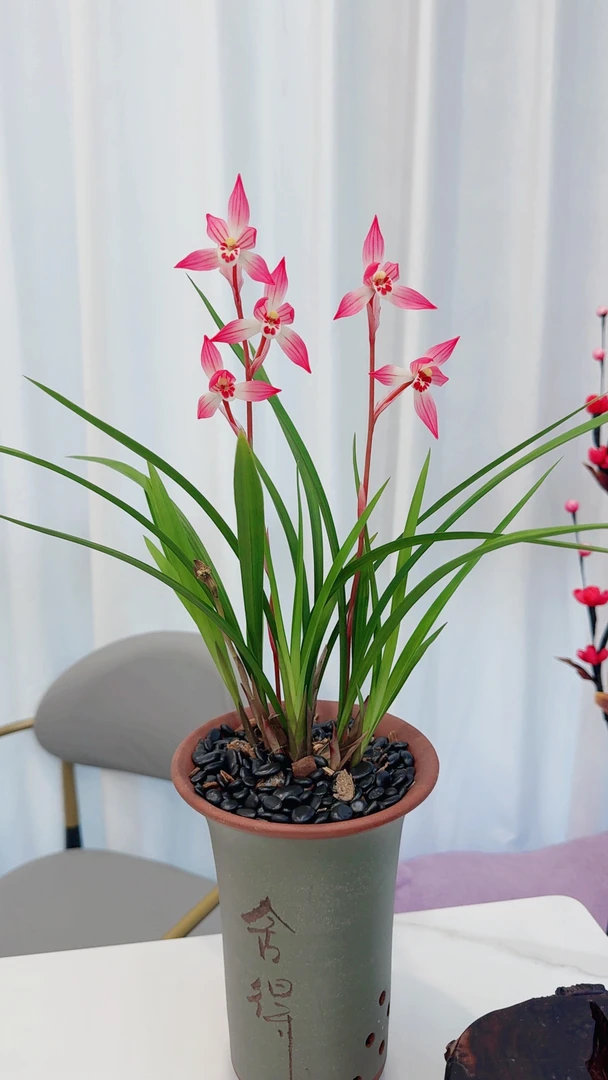 特A级 七彩丹霞 建兰铭品 花艺双全 花期长 浓香好养绿植花卉