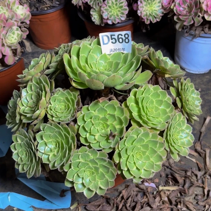 瑞妈多肉园艺568莲花座