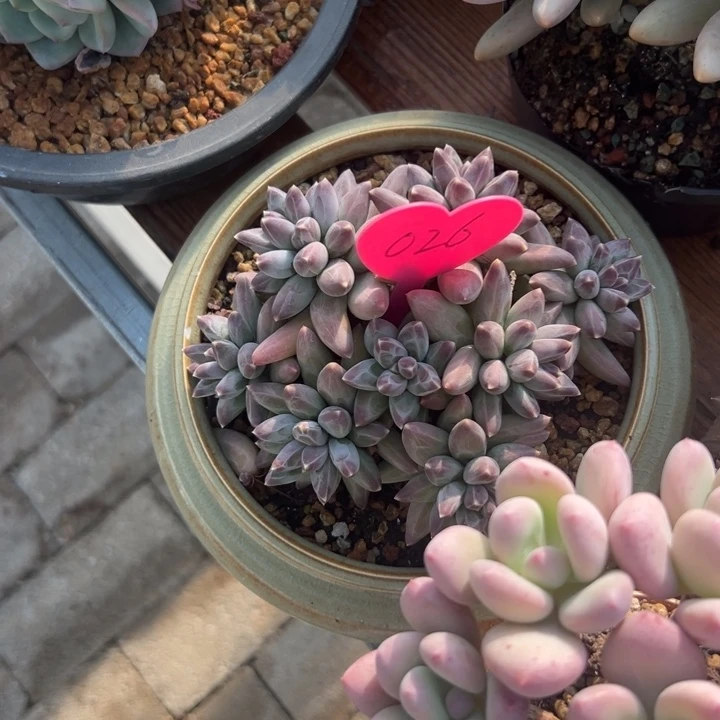 喜***）多肉植物一物一拍